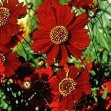 Red Coreopsis